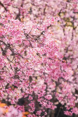 Çiçek açan güzel pembe kiraz çiçeklerinin bulanık arkaplanı kış aylarında turizmi desteklemek için ekilen kiraz çiçekleridir ve her yıl pembe çiçekler birlikte açar..