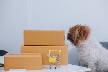Mutlu köpek İçişleri Bakanlığı 'nda çünkü iş adamı evini müşterilere iş yapmak ve stok ürünlerini teslim etmek için kullanıyor ve yanında da köpeği var..