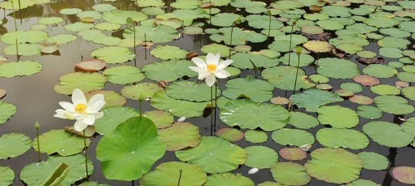 Flores Buda São Usados Para Adorar Imagens Buda Monges Útil — Fotografia de Stock