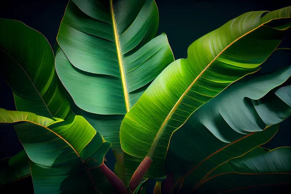 green leaves of monstera on a dark background.
