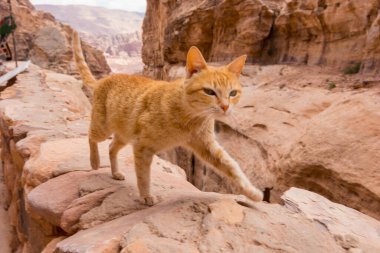 Petra, çöldeki antik şehir.