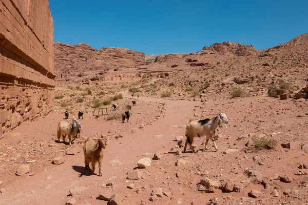 Petra, çöldeki antik şehir.