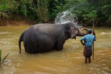 Sri Lanka 'daki fil barınağı