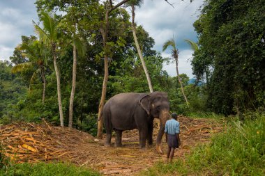 Sri Lanka 'daki fil barınağı
