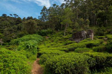Sri Lanka doğasının nefes kesici manzarası