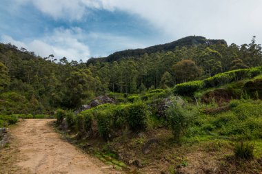 Sri Lanka doğasının nefes kesici manzarası