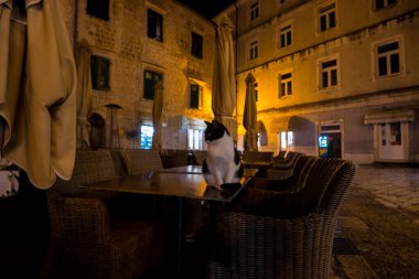 Kotor, Karadağ sokaklarında kediler, gece