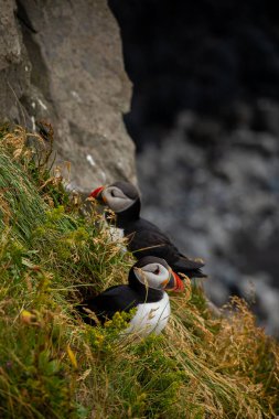 Atlantic puffin nesting in Iceland during the summer