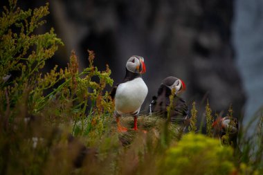 Atlantic puffin nesting in Iceland during the summer