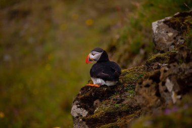 Atlantic puffin nesting in Iceland during the summer