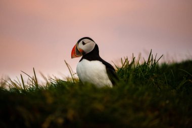 Atlantic puffin nesting in Iceland during the summer