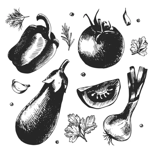 Gemüse Mit Kräutern Und Gewürzen Skizzenhafte Illustration Von Paprika Tomaten — Stockvektor