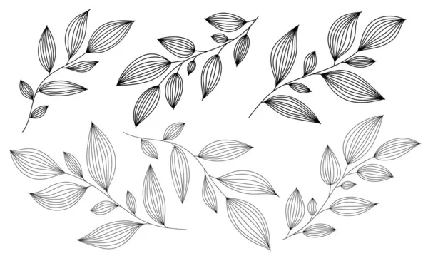 Zweige Mit Blättern Umreißen Konturdünnes Blatt Botanischer Satz Handgezeichneter Gestaltungselemente — Stockvektor