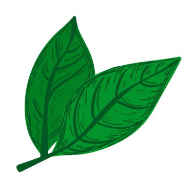 El yapımı yeşil yapraklar. Detaylı çizilmiş botanik çizimi. Eko tasarımlar, çıkartmalar ya da doğal ürün etiketleri için. Vektör illüstrasyonu