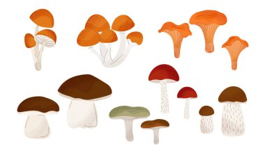 Orman mantarları. Sonbahar renklerinde yenilebilir ve vahşi türler. Bal mantarları, mantarlar, porcini mantarları, kavak mantarları, huş ağaçları. Vektör illüstrasyonu