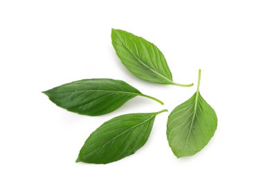 Taze yeşil fesleğen yaprakları beyaz arka planda izole edilmiş, yeşil fesleğen yaprağı izole edilmiş, tam derinlik.