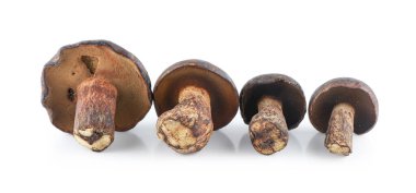 Taze Thaeo Gyroporus portentosus mantarı beyaz arka planda izole edilmiş, ahşap masada Bolete mantarı, Tayland 'da Tap Tao mantarı deniyor. Bilimsel adı Thaeogyroporus porentosus (berk. - ET. Süpürge)
