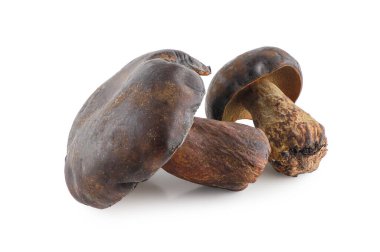 Taze Thaeo Gyroporus portentosus mantarı beyaz arka planda izole edilmiş, ahşap masada Bolete mantarı, Tayland 'da Tap Tao mantarı deniyor. Bilimsel adı Thaeogyroporus porentosus (berk. - ET. Süpürge)