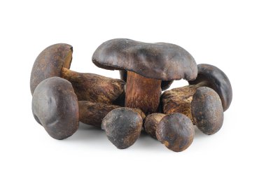 Taze Thaeo Gyroporus portentosus mantarı beyaz arka planda izole edilmiş, ahşap masada Bolete mantarı, Tayland 'da Tap Tao mantarı deniyor. Bilimsel adı Thaeogyroporus porentosus (berk. - ET. Süpürge)