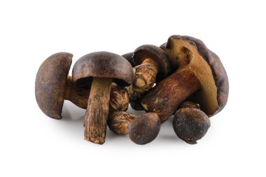 Taze Thaeo Gyroporus portentosus mantarı beyaz arka planda izole edilmiş, ahşap masada Bolete mantarı, Tayland 'da Tap Tao mantarı deniyor. Bilimsel adı Thaeogyroporus porentosus (berk. - ET. Süpürge)