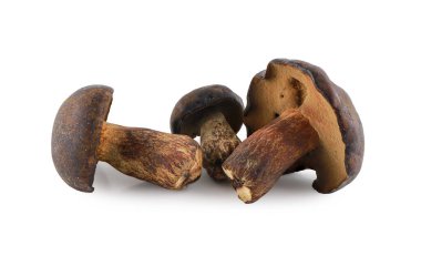 Taze Thaeo Gyroporus portentosus mantarı beyaz arka planda izole edilmiş, ahşap masada Bolete mantarı, Tayland 'da Tap Tao mantarı deniyor. Bilimsel adı Thaeogyroporus porentosus (berk. - ET. Süpürge)