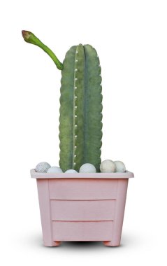 Cereus jamacaru 'nun yeşil kaktüsü, mandacaru ya da cardeiro olarak da bilinen, bahçelerde bulunan bir kaktüs çölüdür..