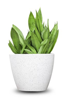 Sansevieria (Dracaena) trifasciata Laurentii kırpma yolu, diğer adıyla yılan bitkisi veya kaynananın dili ile beyaz arka planda izole edildi. Yeşil ve sarı yapraklı ev bitkisi.