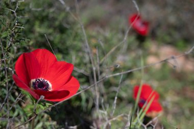 Anemone koronaria, haşhaş şakayığı, İspanyol kadife çiçeği veya rüzgâr çiçeği, düğün çiçeği familyasından Akdeniz 'e özgü bir bitki türü..