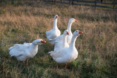 Bir kaz sürüsü tarlada yumuşak çimenlerde yürüyor.