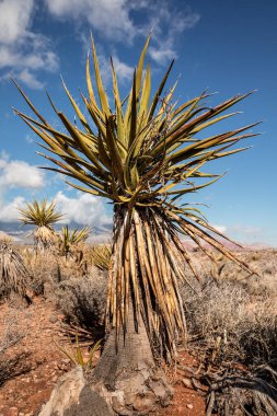 Güney Nevada Çölü 'ndeki Yucca bitkisi, Amerika' da egzotik bitki ve doğa konseptinde güzellik - görüntü