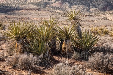 Yucca bitkileri Las Vegas yakınlarındaki kurak bir çölde, Güney Nevada, ABD - Görüntü