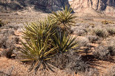 Güney Nevada Çölü 'ndeki kayalık arazide Yucca bitkileri - Görüntü