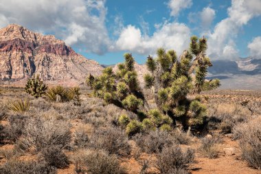 Joshua ağacı Güney Nevada 'da çölün ortasında, Amerika' da seyahat yeri ve doğa konseptinde güzellik - görüntü