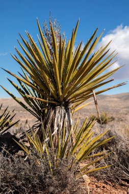 Çöldeki Yucca fabrikasının arka planda mavi gökyüzü, Güney Nevada, ABD - Görüntü