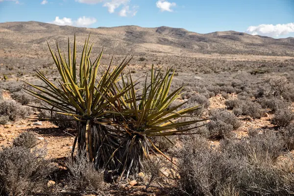 Güney Nevada 'da kurak çölde Yucca bitkisi, Amerika' da seyahat ve doğa konseptinde güzellik - görüntü