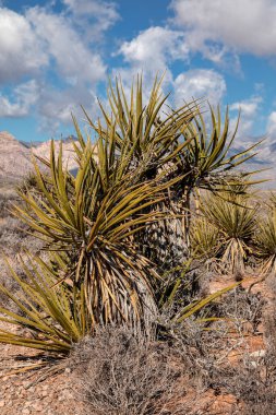 Las Vegas şehri yakınlarındaki Güney Nevada çölündeki egzotik Yucca fabrikası