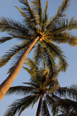 Güneşli bir sabahın erken saatlerinde Miami sahilinde palmiye ağacı, yaz tatili ve seyahat konsepti - görüntü