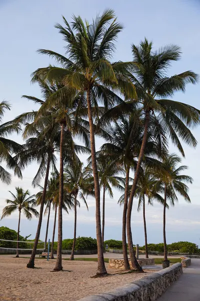 Florida 'daki Miami sahilinde sabahın erken saatlerinde palmiye ağaçları, tropikal titreşimler ve yaz tatili konseptiyle...