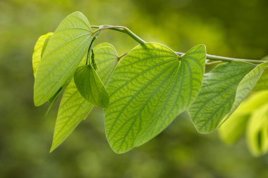 Closeup of green leafs in the summer in Miami in a selective focus, Florida - Image