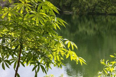 Green trees leaves near the lake at summer time in Florida - Image