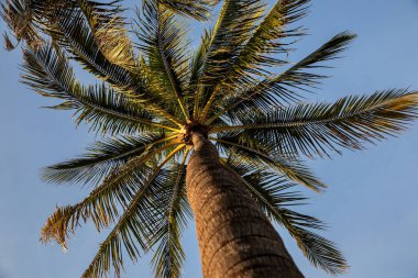 Closeup of palm tree  against blue sky at summer days in Florida - Image