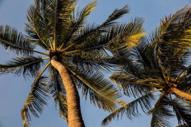 Tropical palm trees against blue sky as a background at summer sunny days - Image