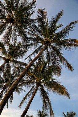 Tropical palms tree against blue sky at summer days in Miami - Image