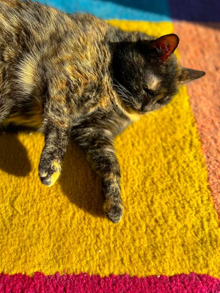 A playful tortoiseshell cat enjoying the sun falling from the window. Animal on a colorful carpet. Natural daylight. Closeup on animals head and eyes. Pet background with copy space. Set of 9 images