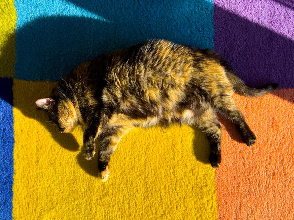 A playful tortoiseshell cat enjoying the sun falling from the window. Animal on a colorful carpet. Natural daylight. Closeup on animals head and eyes. Pet background with copy space. Set of 9 images