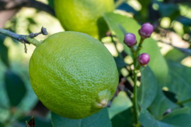 Ağaç dalında yeşil taze limon meyvesi. Organik limonlu orchad. Sığ alan derinliği olan güneşli sıcak bir ışık. Saf antioksidan C vitamini. Doğal gıda arka planı, kopyalama alanı..