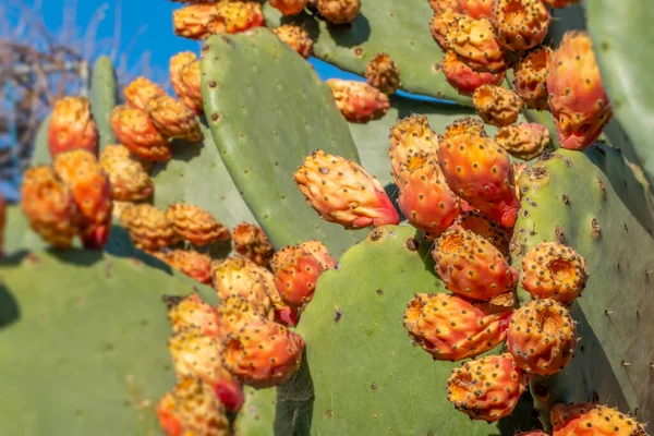 Close-up on ripe edible Cactus fruits in nature on a sunny day. Succulent (Opuntia ficus-barbarica), also known as prickly pears, prickly fig and chervil. Natural foods on sky background with copy space