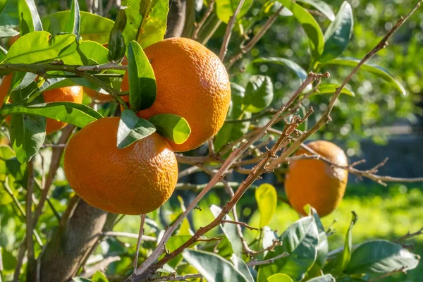 Mandarin meyveleri güneşli bir günde, yakın plan. Güneş, meyve yüzeyine yansıyor. Fotokopi alanı olan doğal yiyecek arka planı. Narenciye tarlasında taze ve sulu mandalinaların fotoğrafı.. 