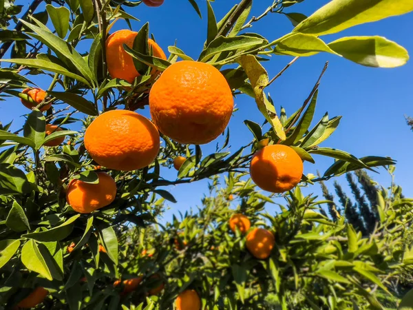 Güneşli bir günde mandalina meyvelerine bakıyorum, yakın plan. Güneş, meyve yüzeyine yansıyor. Fotokopi alanı olan doğal yiyecek arka planı. Narenciye tarlasında taze ve sulu mandalinaların fotoğrafı.. 