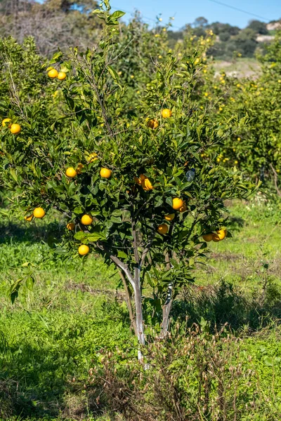 Beautiful Tangerine Tree Full Hanging Citrus Fruits Sunny Day Orange Images De Stock Libres De Droits